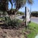 Mijas ha gastado ya este año 210.000 euros en arreglos, replantaciones y mano de obra en los jardines destrozados por los jabalíes