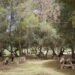 La Diputación continúa la mejora del entorno del pantano de La Viñuela con una inversión de 619.000 euros en el área recreativa de Las Mayoralas
