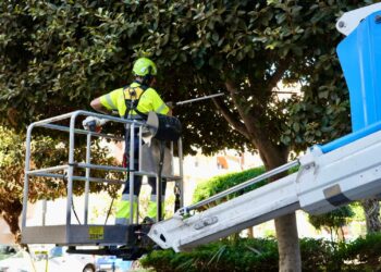 El Ayuntamiento de Fuengirola refuerza su Plan de Mantenimiento del Arbolado para incrementar la seguridad en espacios públicos