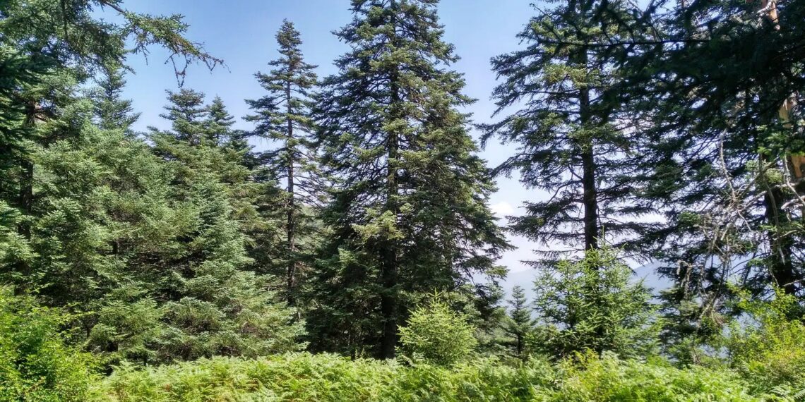 Diputación se suma a un proyecto europeo para que Sierra Bermeja sea laboratorio contra los grandes incendios forestales