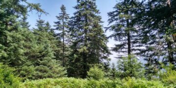 Diputación se suma a un proyecto europeo para que Sierra Bermeja sea laboratorio contra los grandes incendios forestales