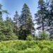 Diputación se suma a un proyecto europeo para que Sierra Bermeja sea laboratorio contra los grandes incendios forestales