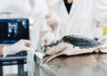 BIOPARC muestra cómo el conocimiento y la observación son esenciales para el bienestar de los animales