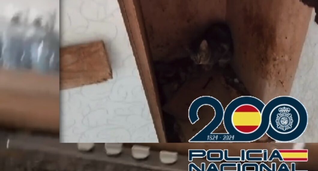 Detenida tras rescatar a 61 perros y gatos, algunos recluidos a oscuras en muebles de cocina