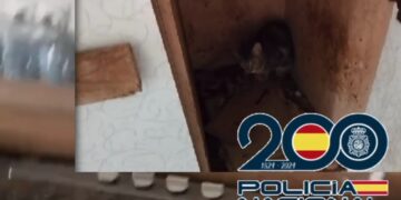 Detenida tras rescatar a 61 perros y gatos, algunos recluidos a oscuras en muebles de cocina