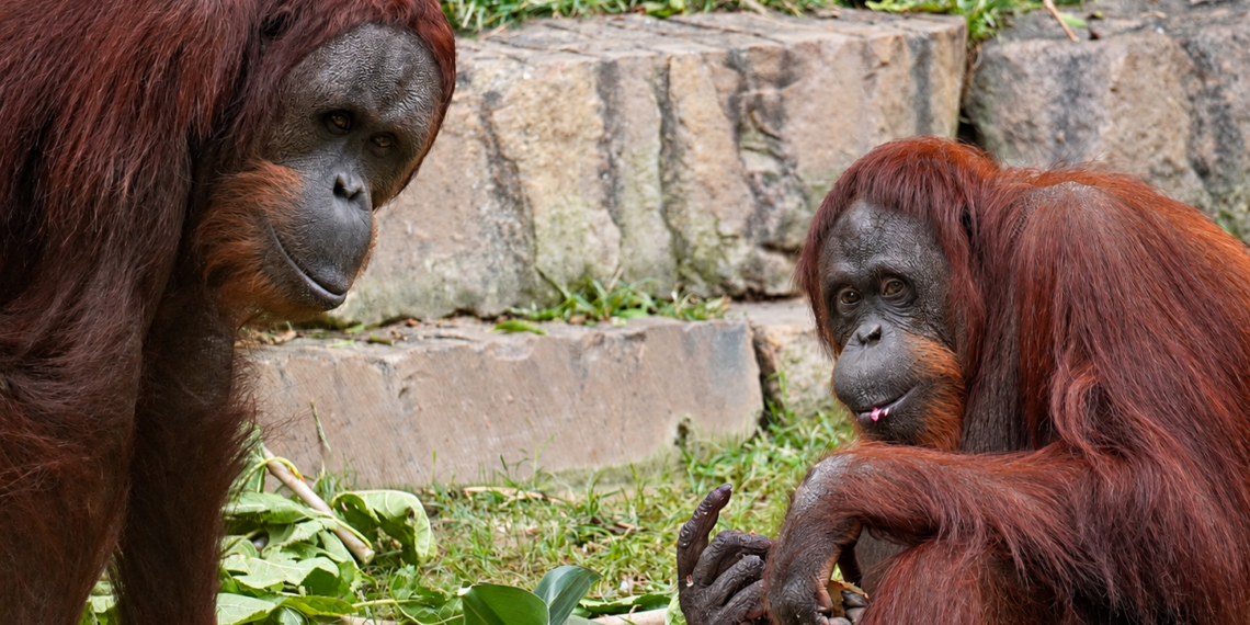 Tiene 13 años y está cambiando: Popo, el orangután de Borneo de BIOPARC Fuengirola, continúa su evolución hacia la edad adulta.