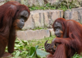 Tiene 13 años y está cambiando: Popo, el orangután de Borneo de BIOPARC Fuengirola, continúa su evolución hacia la edad adulta