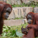 Tiene 13 años y está cambiando: Popo, el orangután de Borneo de BIOPARC Fuengirola, continúa su evolución hacia la edad adulta