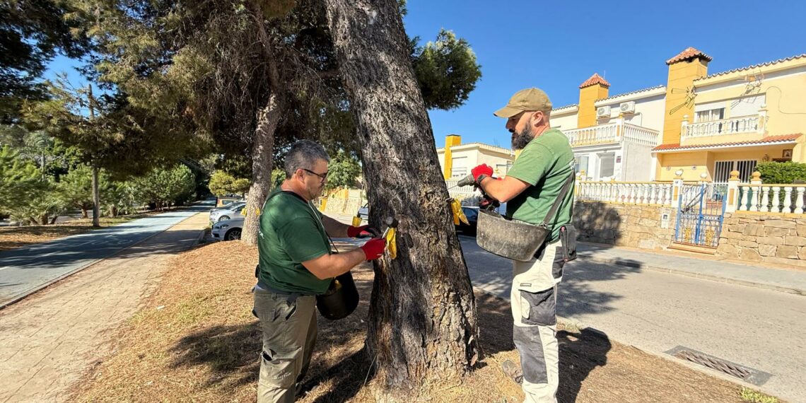 Estepona amplía la campaña contra la oruga procesionaria y aplica más de 3.000 tratamientos en pinos para evitar problemas de salud