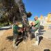 Estepona amplía la campaña contra la oruga procesionaria y aplica más de 3.000 tratamientos en pinos para evitar problemas de salud