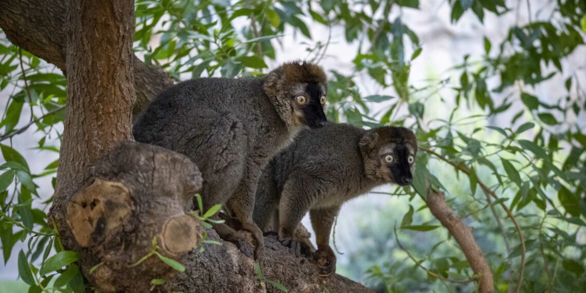 Los BIOPARC de Fuengirola y Valencia, referentes en la conservación de lémures, alertan sobre el peligro de extinción de estos primates