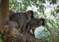 Los BIOPARC de Fuengirola y Valencia, referentes en la conservación de lémures, alertan sobre el peligro de extinción de estos primates