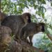 Los BIOPARC de Fuengirola y Valencia, referentes en la conservación de lémures, alertan sobre el peligro de extinción de estos primates