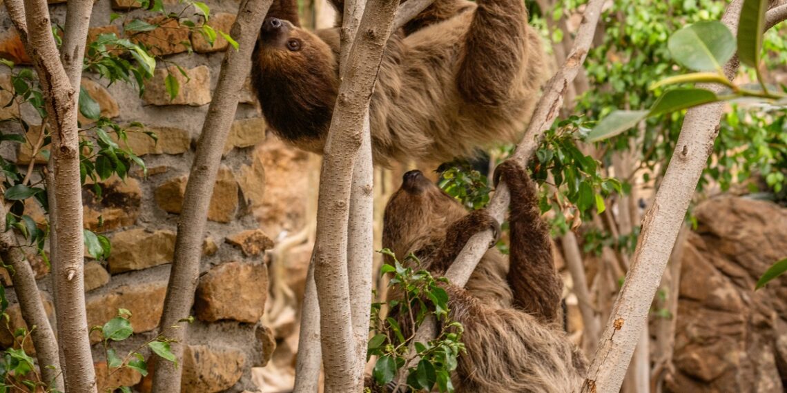 El secreto del perezoso para sobrevivir gastando lo mínimo, protagonista de su Día Mundial en BIOPARC Fuengirola
