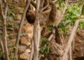El secreto del perezoso para sobrevivir gastando lo mínimo, protagonista de su Día Mundial en BIOPARC Fuengirola