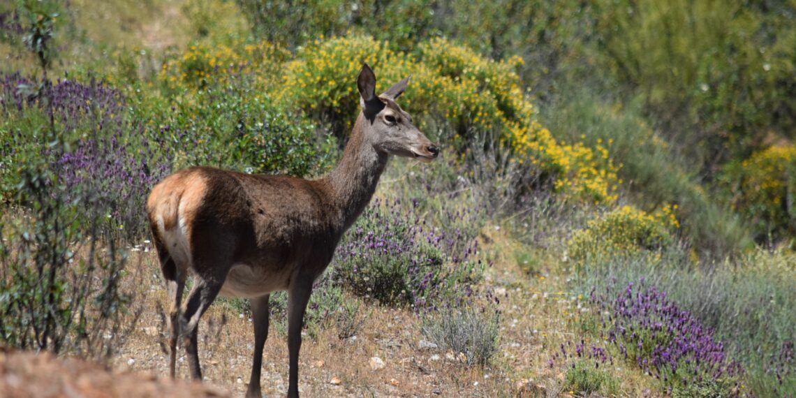 La Junta muestrea más de 1.000 ejemplares de fauna silvestre durante la temporada 2025/26