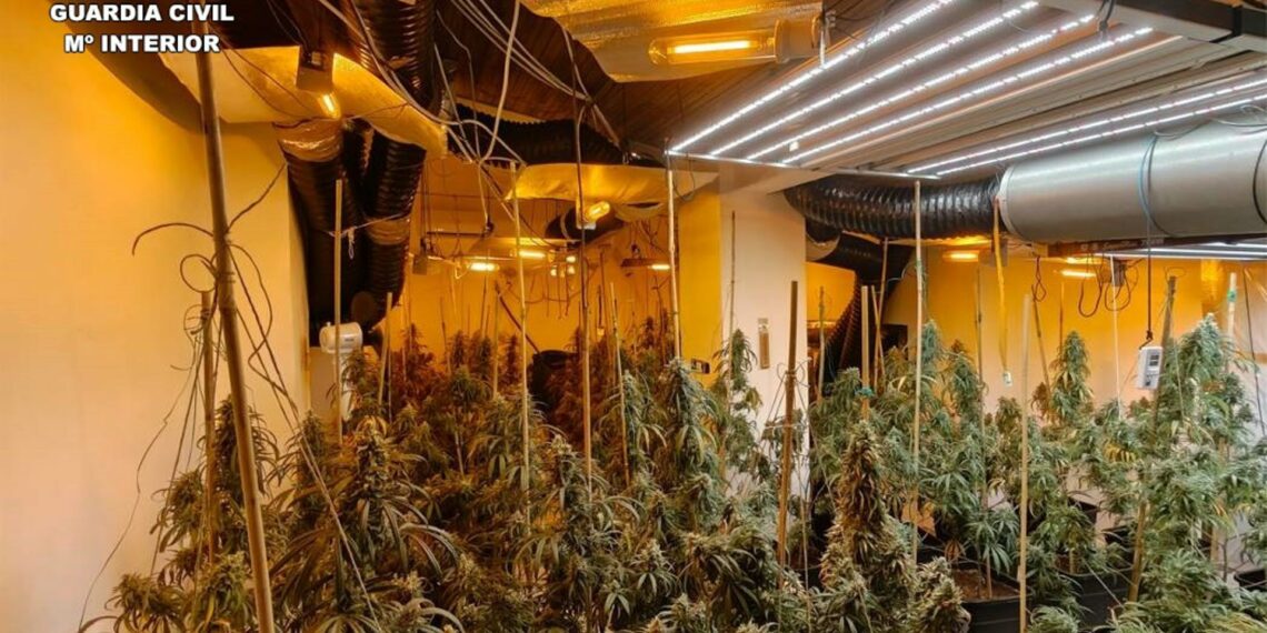 Detenidas dos personas y una investigada tras intervenir 119 plantas de marihuana