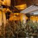 Detenidas dos personas y una investigada tras intervenir 119 plantas de marihuana