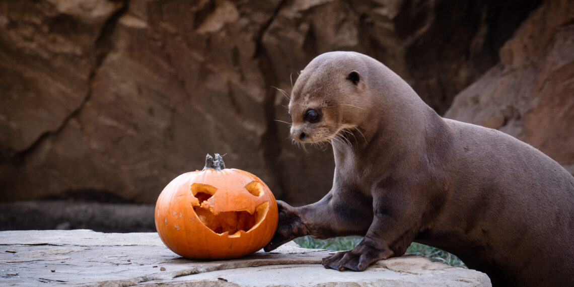 Calabazas, curiosidad y juego: así celebra Halloween la fauna de BIOPARC Fuengirola