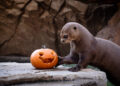 Calabazas, curiosidad y juego: así celebra Halloween la fauna de BIOPARC Fuengirola