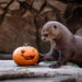 Calabazas, curiosidad y juego: así celebra Halloween la fauna de BIOPARC Fuengirola